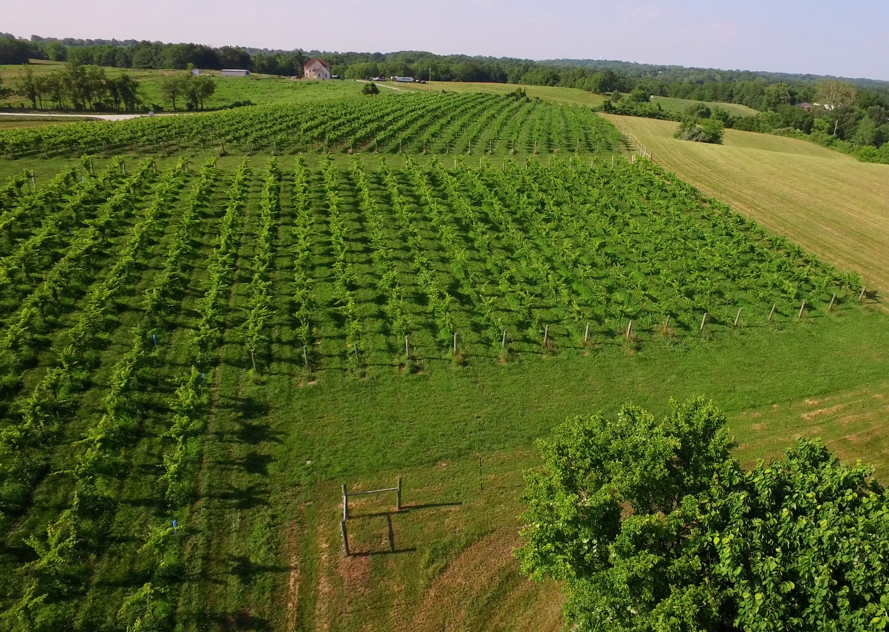 Close-up view of vineyard rows at Fence Stile Vineyards