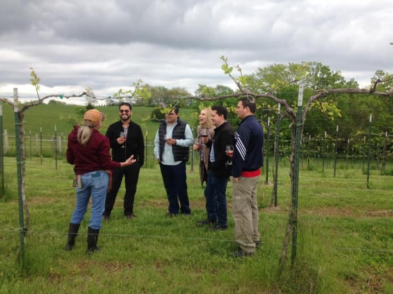 Corporate group walking through the vineyard rows at Fence Stile