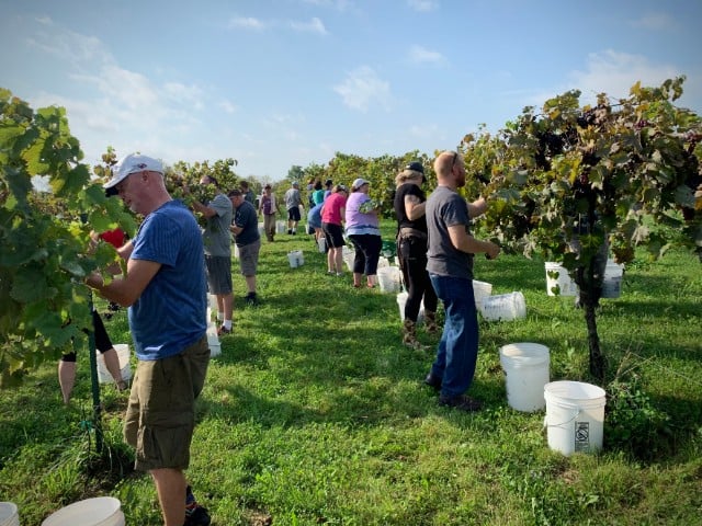 Guests celebrating a seasonal event at Fence Stile Vineyards