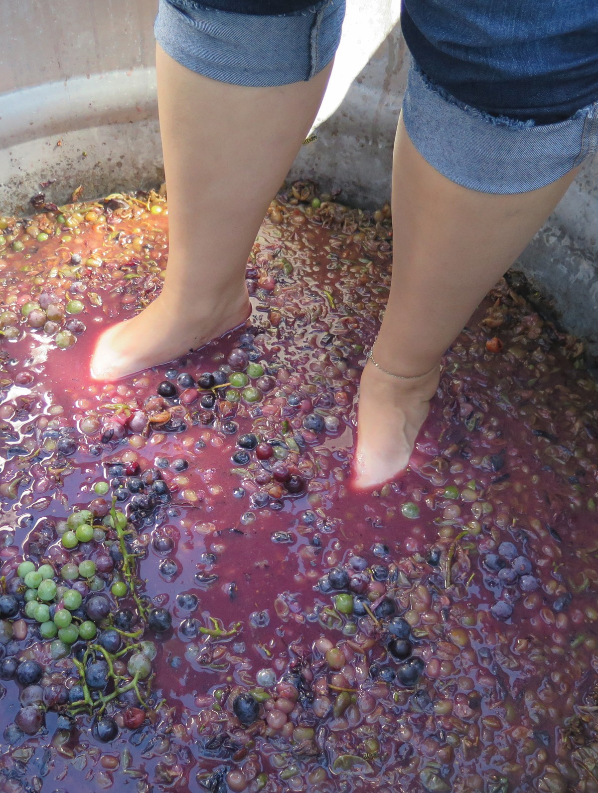 Grapes being stomped during a Fence Stile grape stomp