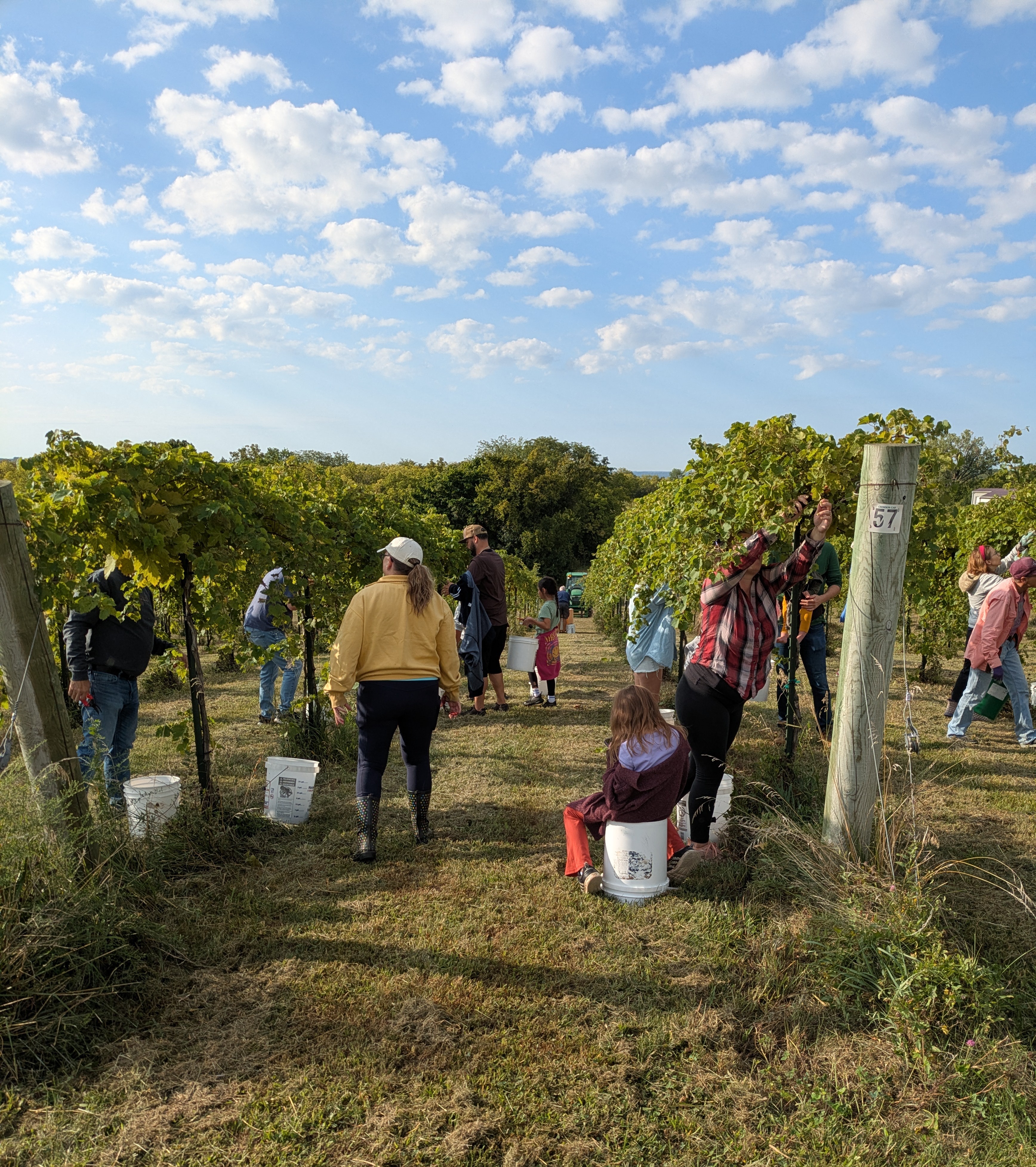 Harvest helpers working between vineyard rows at Fence Stile