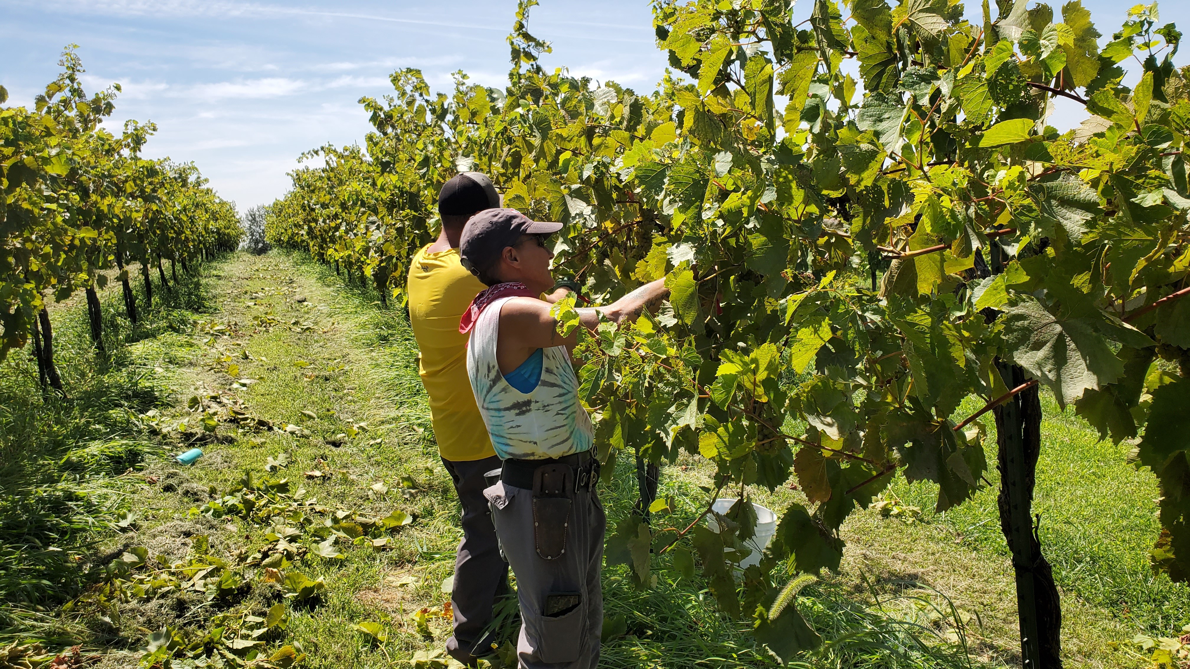 Guests picking grapes during harvest at Fence Stile