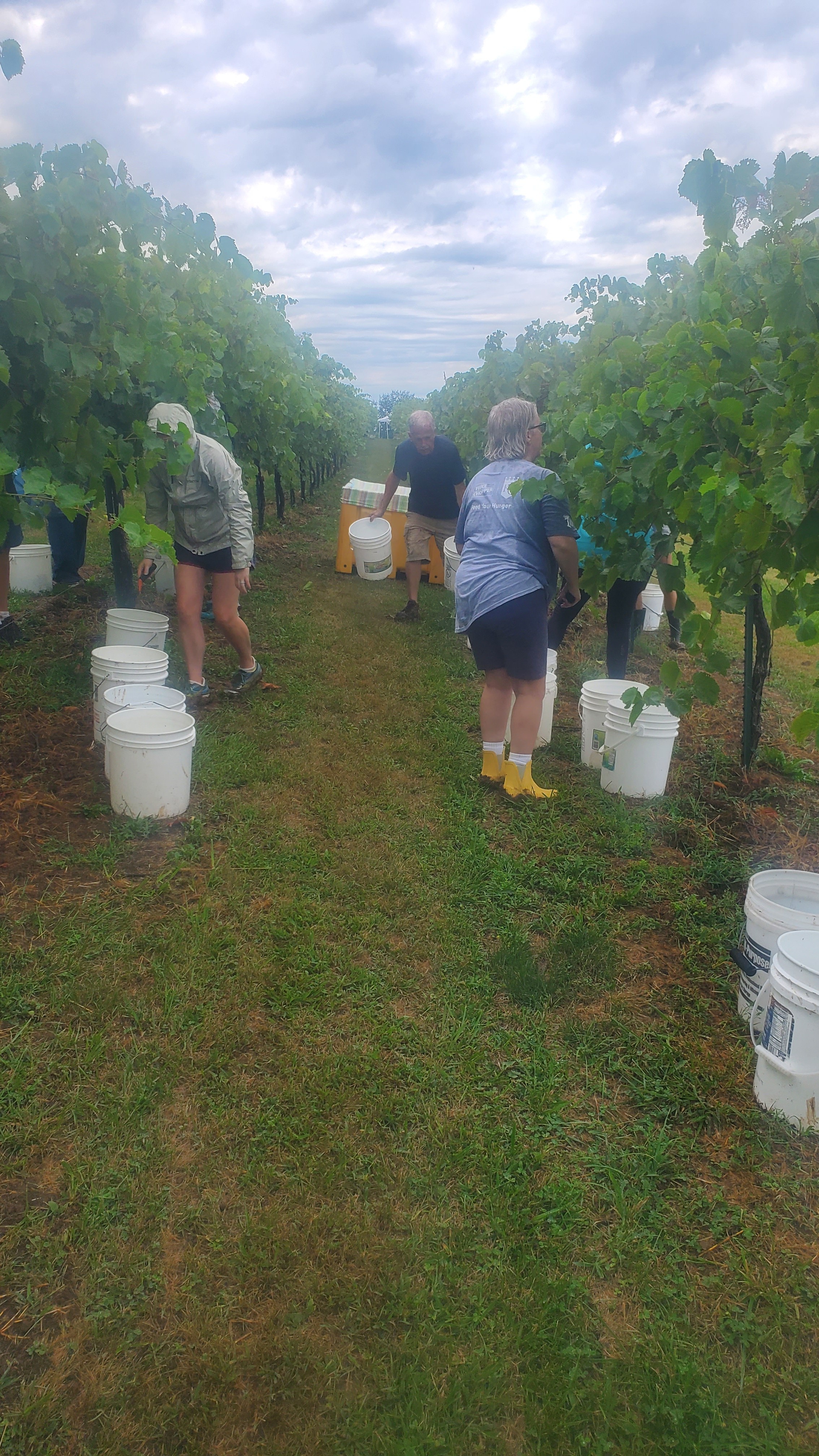 Harvest buckets positioned along the Fence Stile vineyard rows
