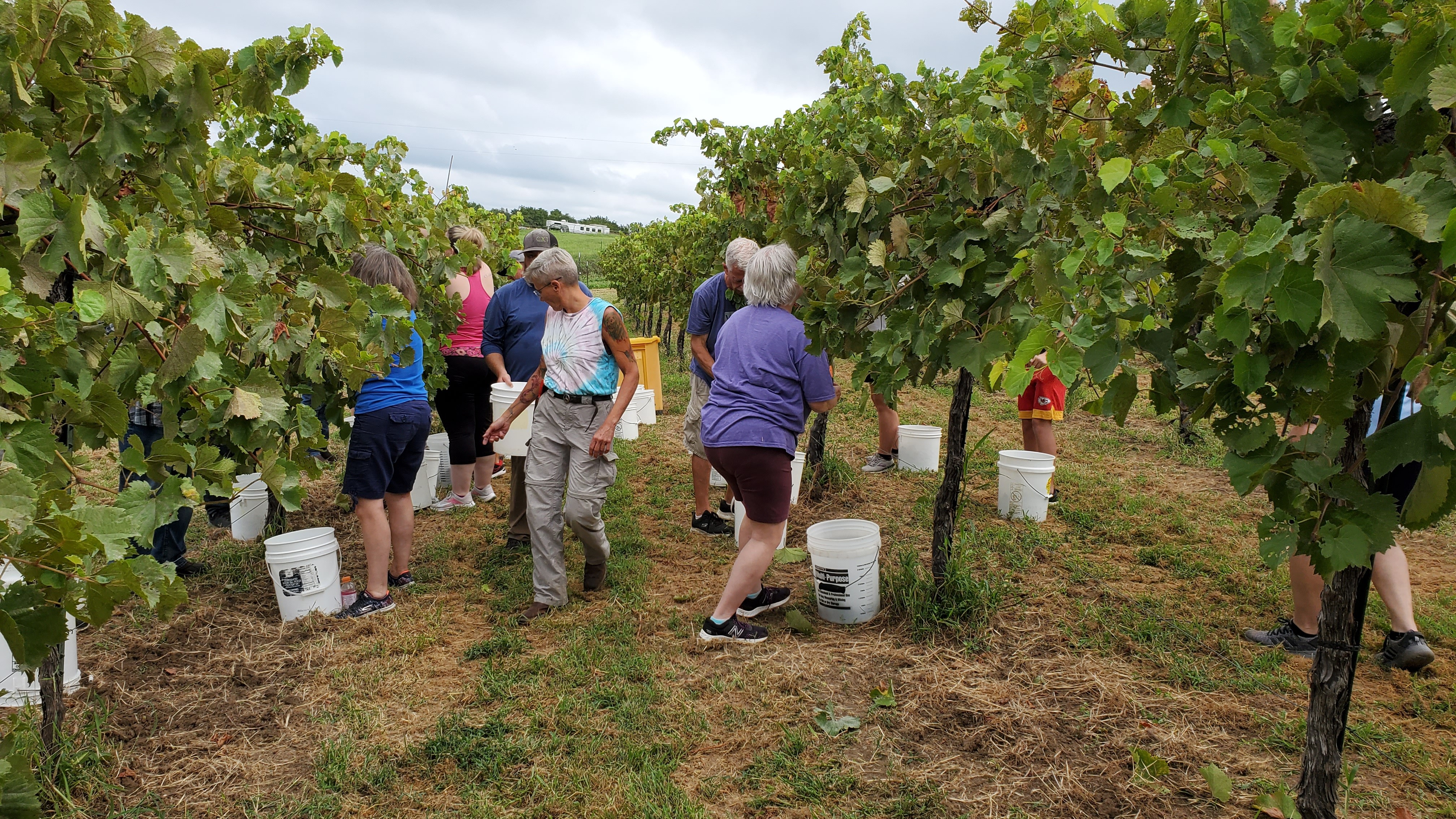 Harvest helpers working together in the Fence Stile vineyard