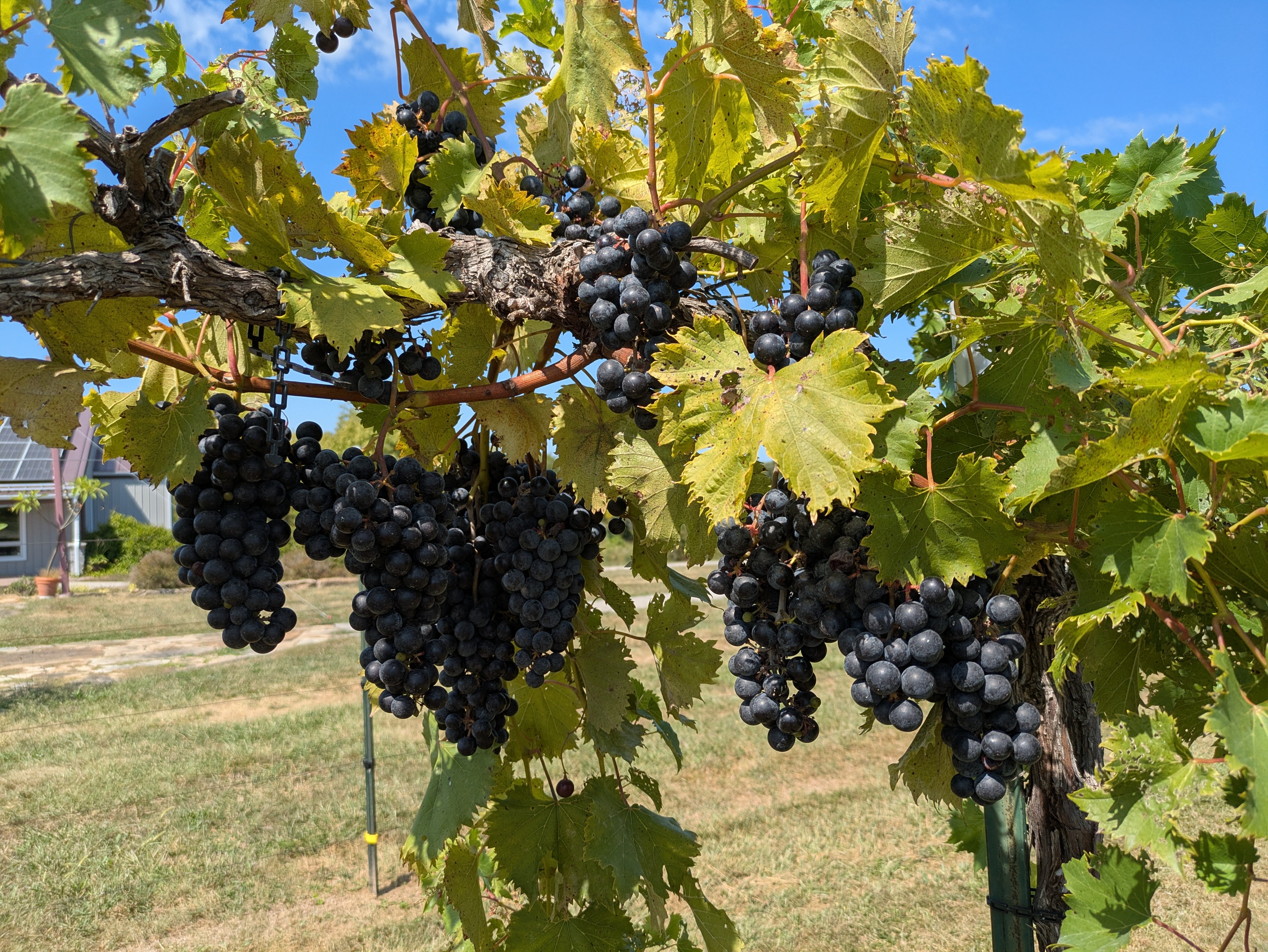 Ripe dark grape clusters hanging on vines at Fence Stile