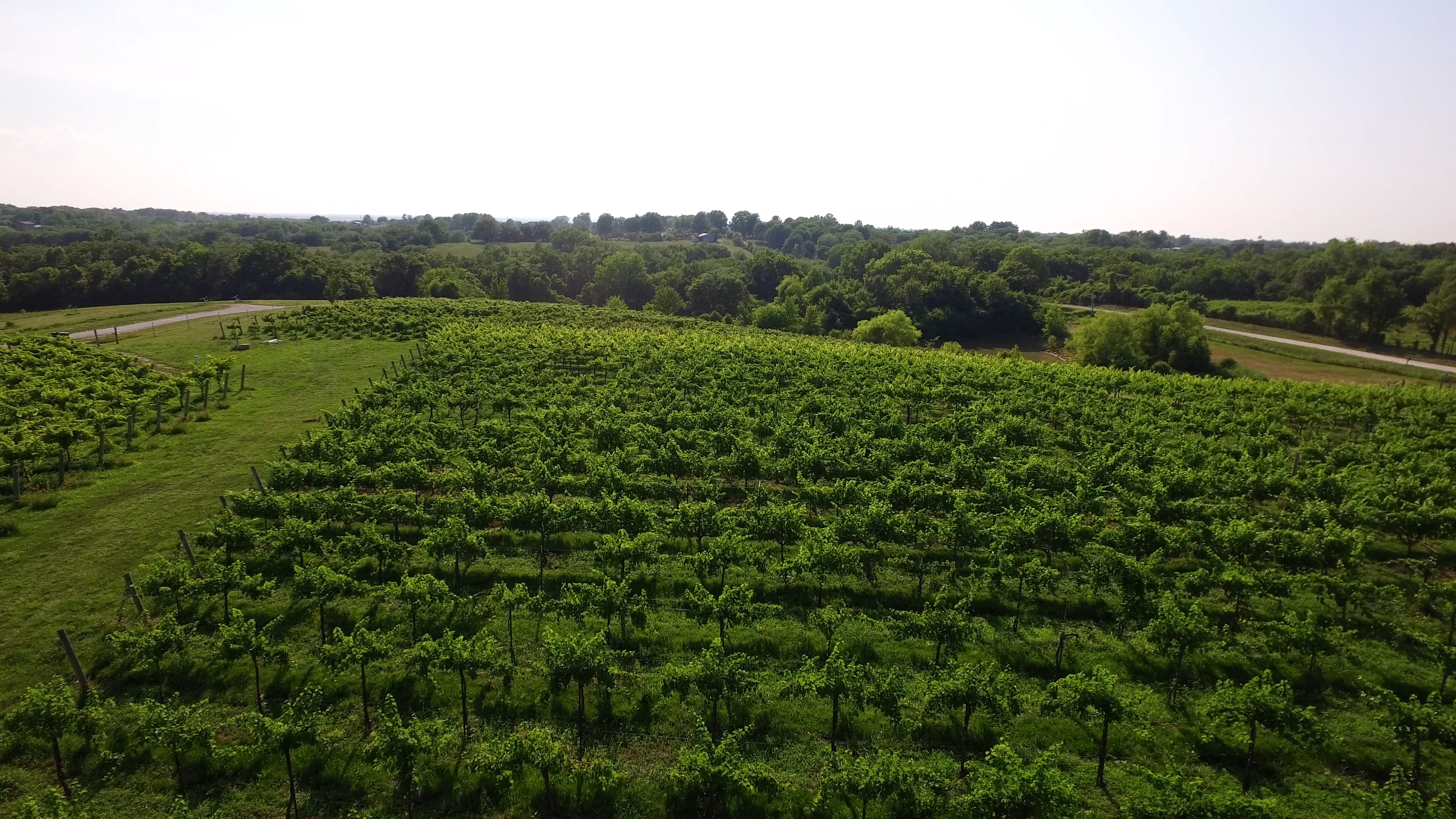 Countryside vineyard rows at Fence Stile