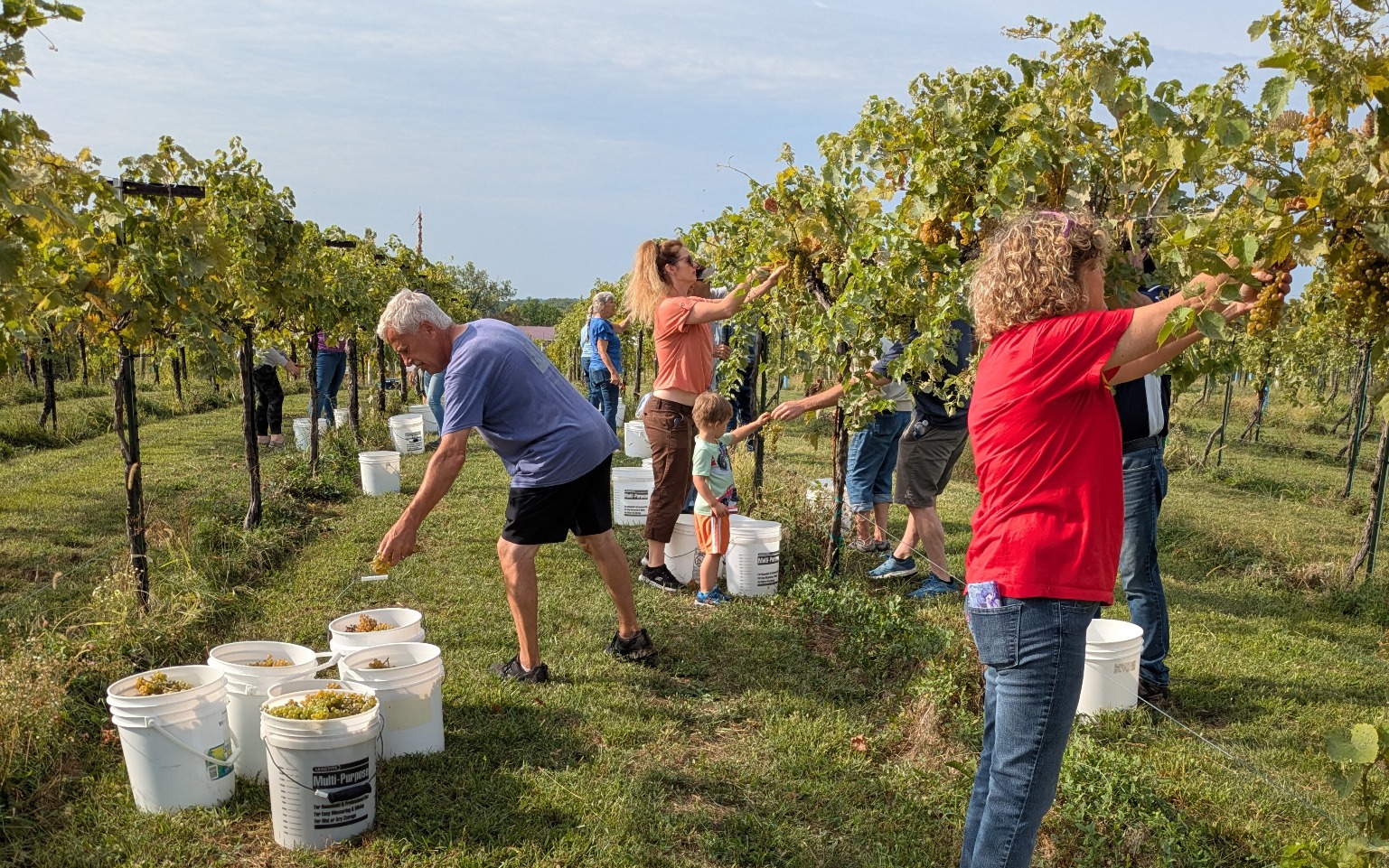 Harvest helpers picking grapes together in the Fence Stile vineyard
