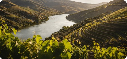 Terraced vineyards along the Douro River valley in Portugal